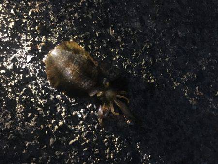 今年初アオリ&ツバス