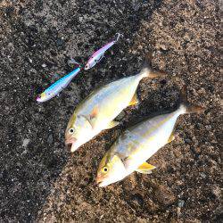 朝マヅメルアーフィッシング