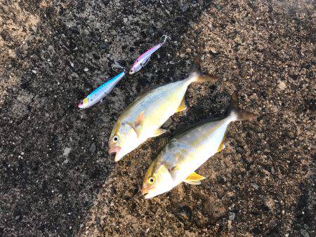 朝マヅメルアーフィッシング