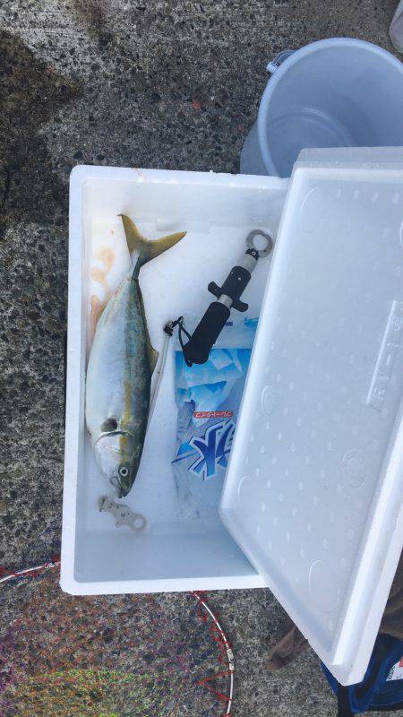 ハマチなりたて⁈