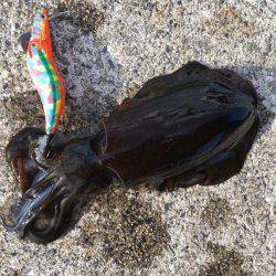 新子アオリエギング