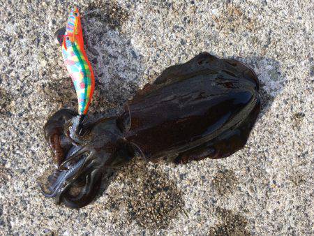 新子アオリエギング