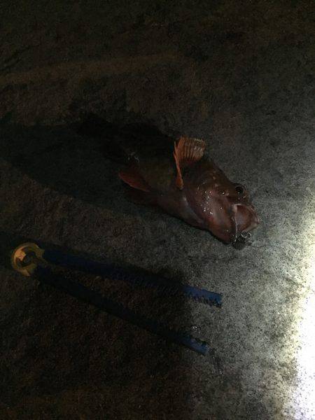 ロックフィッシュ