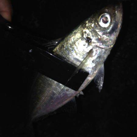 久しぶりの垂水漁港！！ガシ・カマ・アジング…