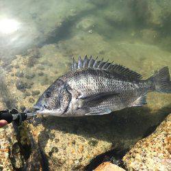 チヌ&タチウオ釣行