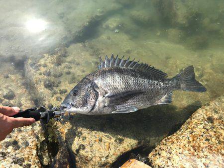 チヌ&タチウオ釣行