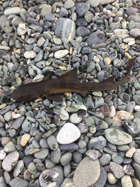 子どもとキス釣りが…