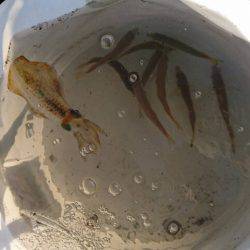 エギングとアジング