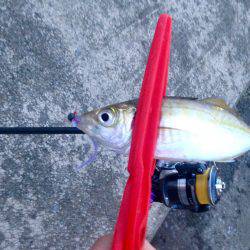 わらしべアジング