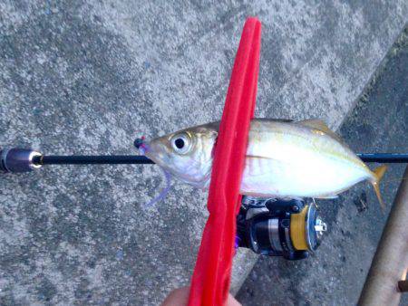 わらしべアジング