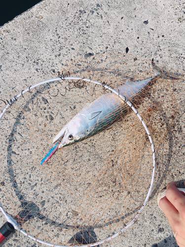 エギングとライトジギング