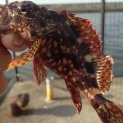 垂水漁港でガシリング・アジング・イワシングル