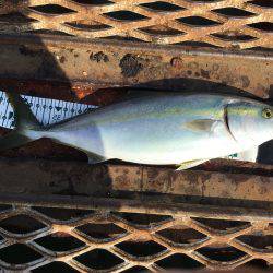 ハマチ?ハマチ!ハマチ!