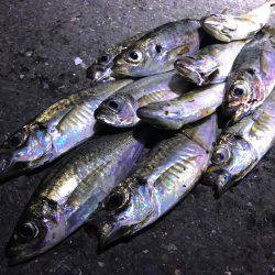 久しぶりに鯵と出会えた…