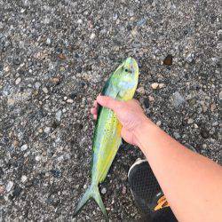 コズクラ、シイラ