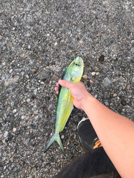 コズクラ、シイラ