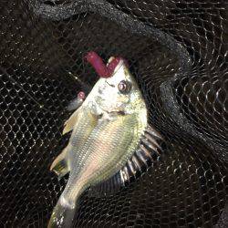 淀川ブリゲー パターン変化