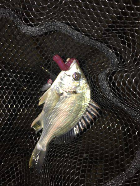 淀川ブリゲー パターン変化