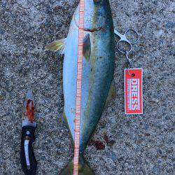 ツバスの回遊あり