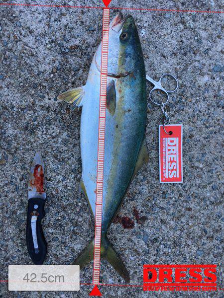 ツバスの回遊あり