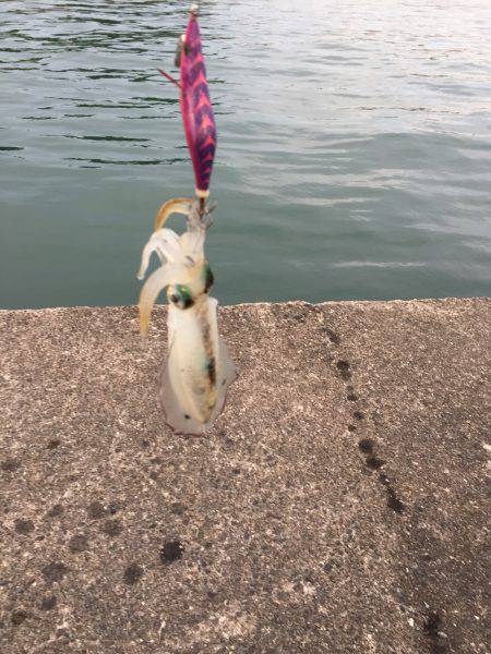 新子アオリイカ