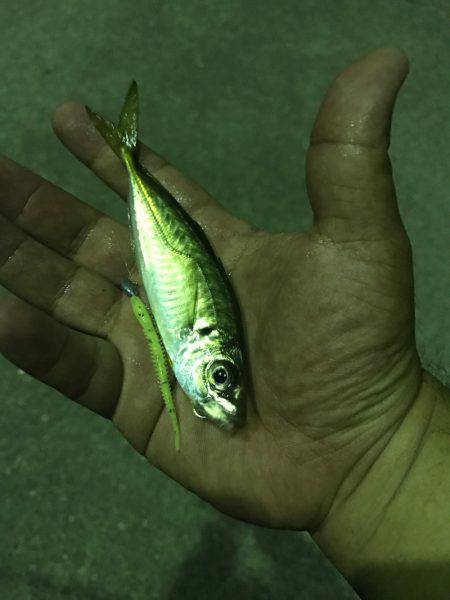 アジング時々ムツング