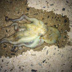 まだまだ小さいなぁ