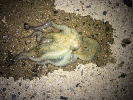 まだまだ小さいなぁ