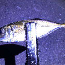 昨晩に引き続きのアジング