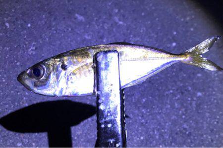 昨晩に引き続きのアジング