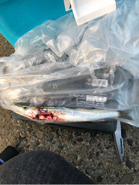 青物はまだですね