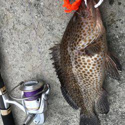 ロックフィッシュ‼︎