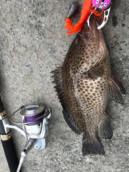 ロックフィッシュ‼︎