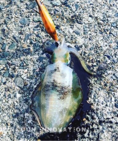 京丹後から常神までのランガンエギング