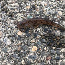 夕方にちょこっとチョイ投げ