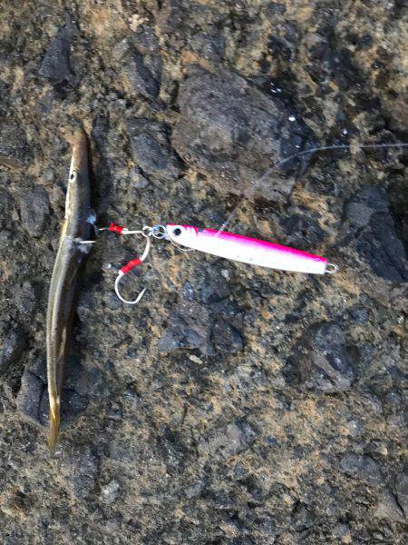 久々ショアジギ