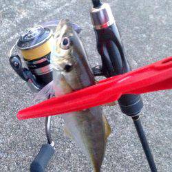 休み明けアジング