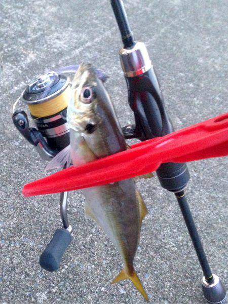 休み明けアジング