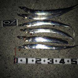 今期初物タチウオ、タコともお別れ!