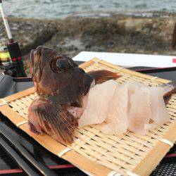 カサゴ現地喰い！