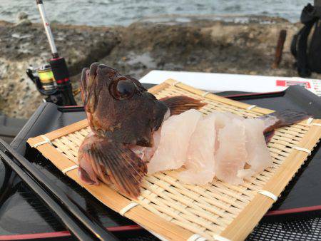 カサゴ現地喰い！