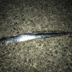 朝マヅメルアーフィッシング