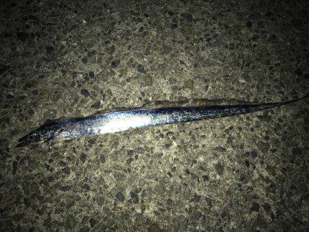 朝マヅメルアーフィッシング