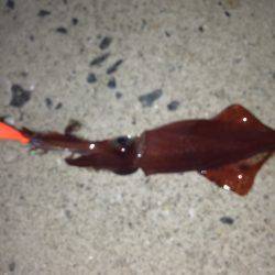 垂水漁港でエギング！！