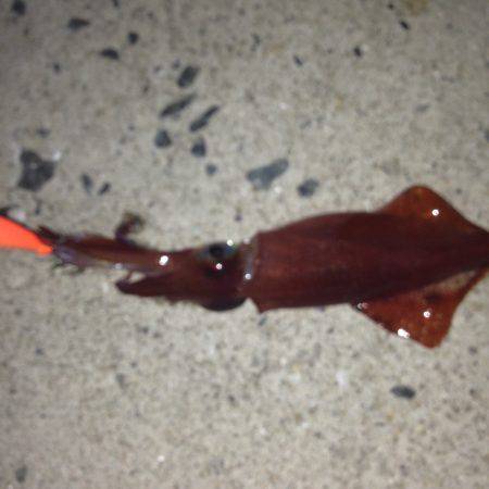 垂水漁港でエギング！！