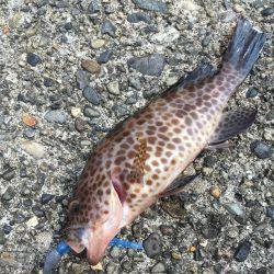 近場の勝浦港で