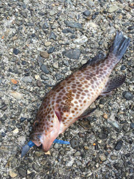 近場の勝浦港で