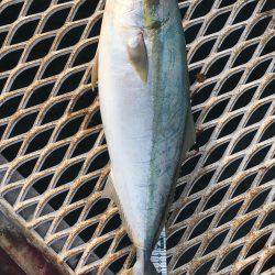 初メジロ＆アオリイカ