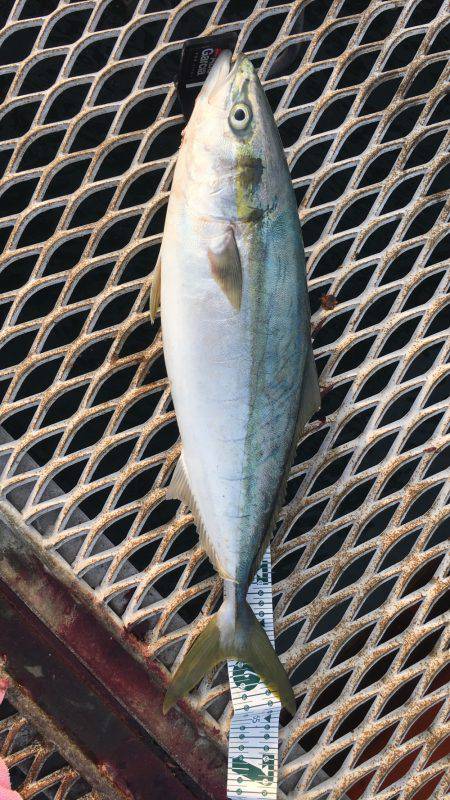 初メジロ＆アオリイカ