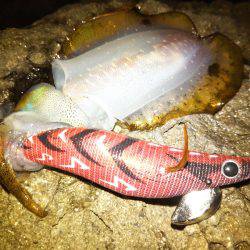 ナイトエギング